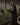 Botany